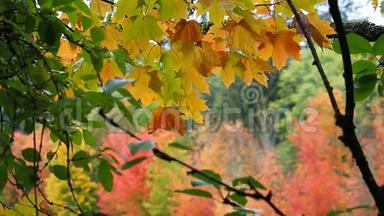 高清晰度电影的焦点，博凯，枫树，树叶在五彩缤纷的秋季1080p
